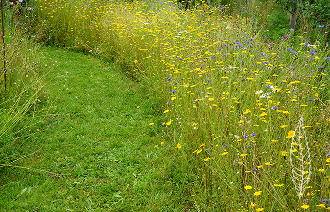 Blumenwiese
