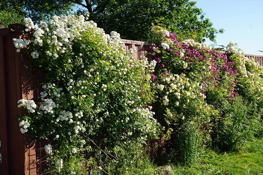 Gewerbegrün Rosbachf