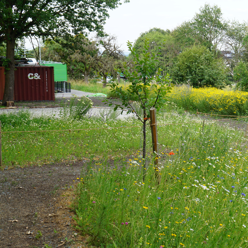 Gewerbegrün Stadt Kronberg